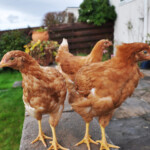 Austin Will Now Pay You To Keep Chickens In Your Backyard CultureMap