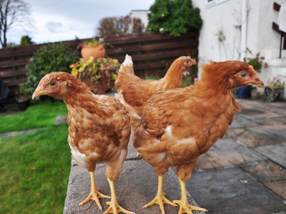 Austin Will Now Pay You To Keep Chickens In Your Backyard CultureMap 